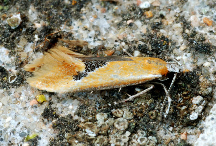 Oecophoridae 5